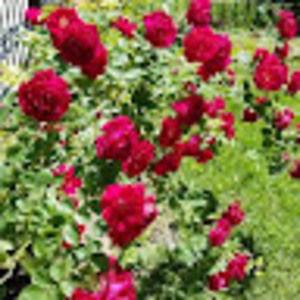 Meet your Posher, Dora e